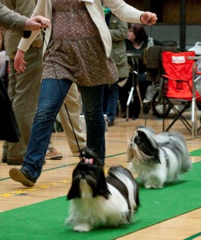 shih Tzu Danmark